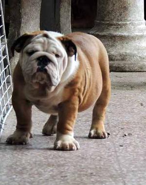 Bulldog Inglés Macho 5 Meses