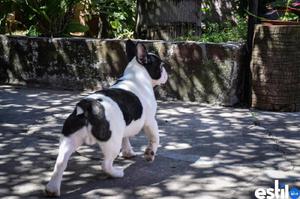 Bulldog frances macho pied