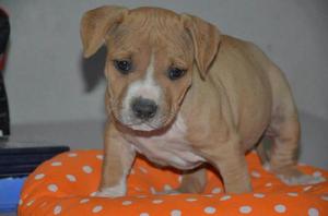 Cachorra hembra American Pitbull Terrier Con Registro.