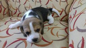 Cachorro Beagle (hembrita) Cuotas S/interés