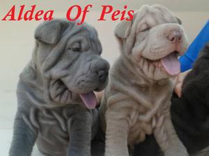 Cachorros Shar Pei ºº Criadero Aldea Of Peis