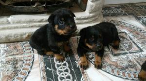 Cachorros rottweiler disponibles