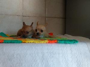 Chihuahua Mini Mini