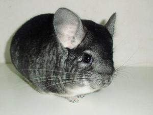 Chinchillas Para Mascota O Cría, Adultas Primera Calidad.