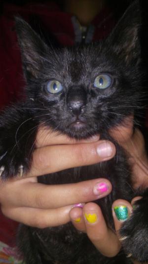 Gatito angora negro