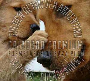Golden Retriever Preciosos, Pureza 100% Criadero Premium.