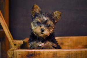 Perro Yorkshire Terrier Mini