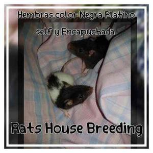 Ratitas Para Mascota Con Guia De Cuidados Y Apto Veterinario