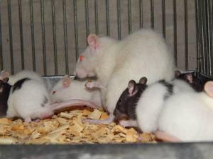 Ratones,mamones,ratas Americanas O De Laboratorio