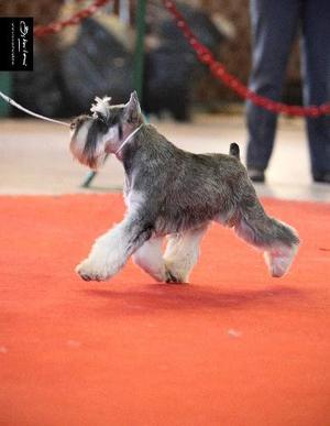 Schnauzer Mini Sal Y Pimienta Hembras Hijos De Campeones