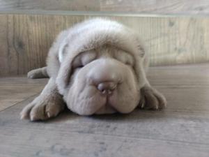 Shar Pei Excelente Sangre Importada