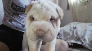 Vendo SHAR PEI