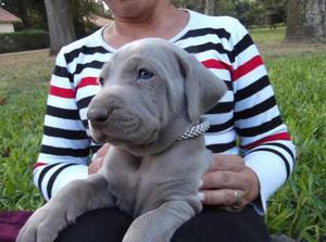 Weimaraners Con Papeles Y Microchip. Criadero Indavera