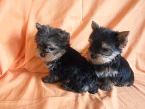 Yorkshire Terrier Hembras Ambos Padres Con Fca