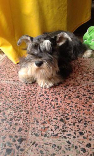 hermosa cachorra schnauzer mini lista para entregar con