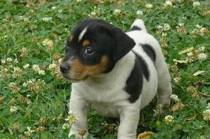 jack russell macho, entrega inmediata