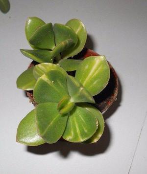 Planta suculenta Crassula ovata variegata en maceta 8