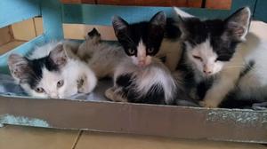 Adopcion reaponsable para gatitos de 45 días