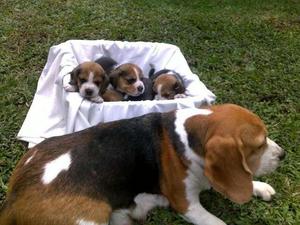 BEAGLES CACHORRITOS 15-6881-9195