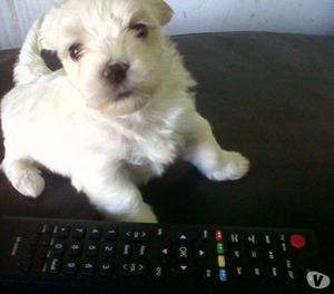 CACHORROS MALTESES MINI PELO DE SEDA 45 DIAS