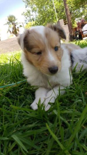 COLLIE ROUGH CACHORROS