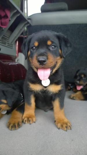 Cachorros Rottweiler 10