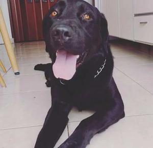 Labrador en adopcion