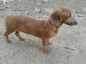 Salchicha Mini Hembra12 meses