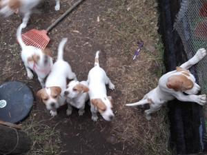 Vendo cachorros Pointer puros