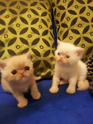 gatos persas himalayos