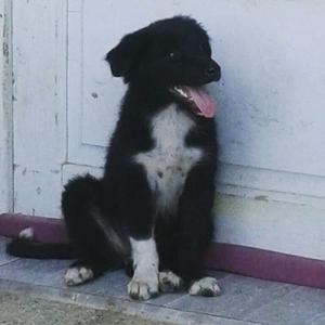 Última Cachorra Border Collie