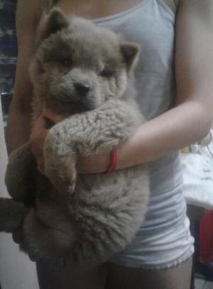 Última cachorra de chow chow hembra