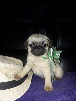 ltima hembrita Pug Carlino ❤