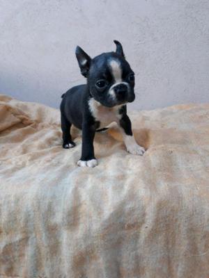 Boston terrier cachorros