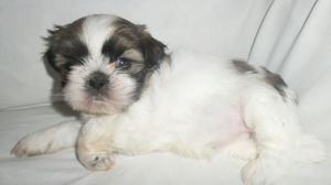 Vendo cachorros Shihtzu