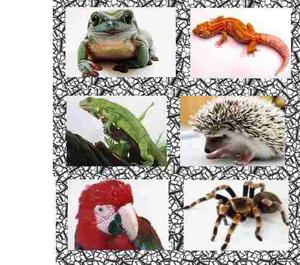 Asesoramiento Profesional- Alimento,terrarios Geckos,pogonas