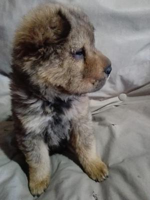 Cachorras Sharpei bearcoat