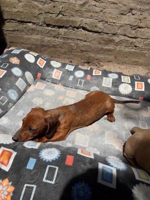 Cachorro salchicha fuego macho en venta