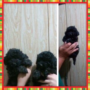 Caniche hermoso negro.