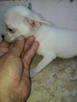 Chihuahua Miniatura Real, Mama 1200kg, Padre 1kg A La Vista