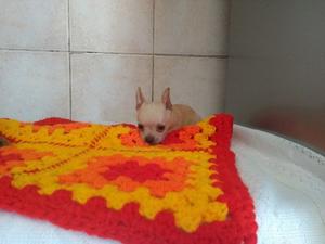 Chihuahua super mini