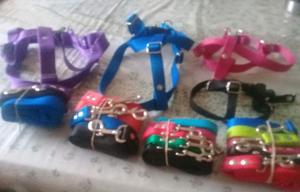 Collares. Correas y pretales