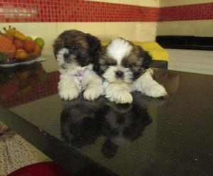 HERMOSOS SHIH TZU MINI MACHITOS Y HEMBRITAS! TARJETAS/ENVIOS