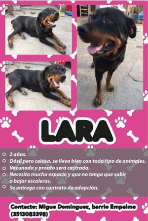 LARA rottweiler HEMBRA PURA CASTRADA