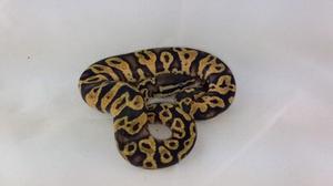 Piton Bola Yellow Belly Pastel, P Regius, Macho C/papeles