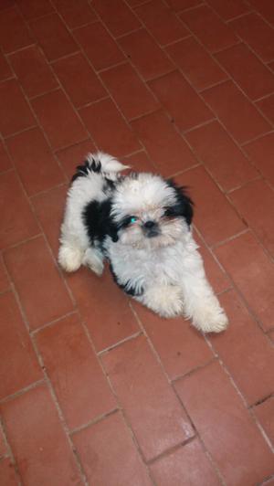 SHIH TZU MINI