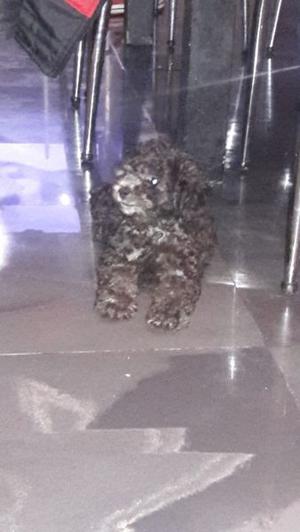 Se vende caniche toy de 50 dias