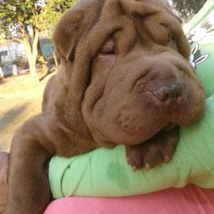 Sharpei Macho Chocolate 9 meses