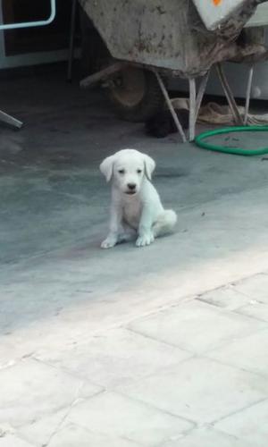 Vendo cachorros labrador