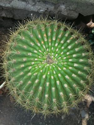cactus crasas y plantas